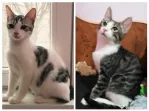 Metisi British Shorthair pui gratuit