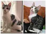 Metisi British Shorthair pui gratuit