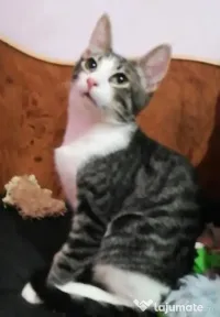 Metisi British Shorthair pui gratuit 