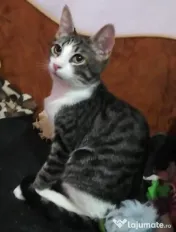 Metisi British Shorthair pui gratuit