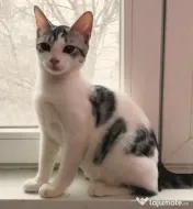 Metisi British Shorthair pui gratuit