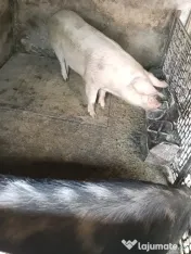 Alte animale domestice din ograda proprie 