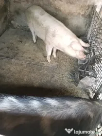 Alte animale domestice din ograda proprie