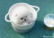 Pomeranian Teeacup!Tel 0733 890 135 
