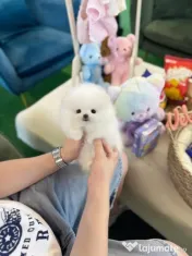 Pomeranian Teeacup!Tel 0733 890 135 