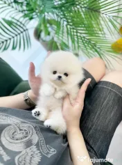 Pomeranian Teeacup!Tel 0733 890 135 