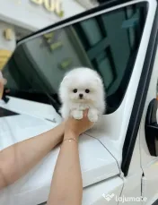Pomeranian Teeacup!Tel 0733 890 135 