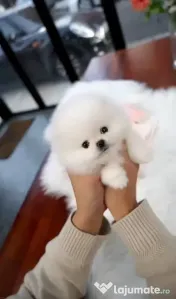 Pomeranian Teeacup!Tel 0733 890 135 