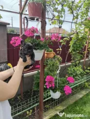 Femela bulldog francez 