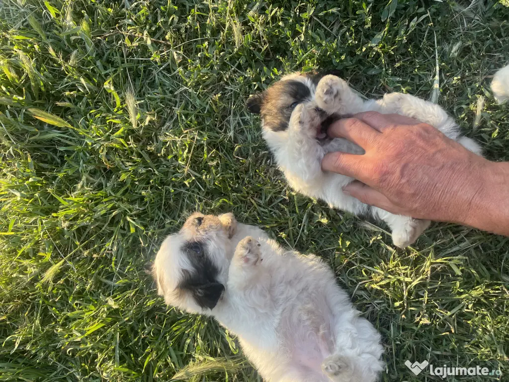 Vând căței bichon