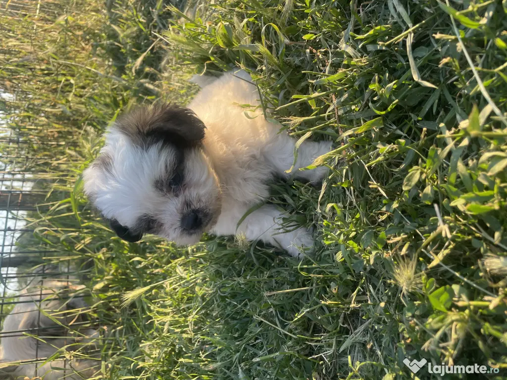 Vând căței bichon