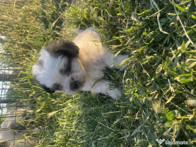 Vând căței bichon