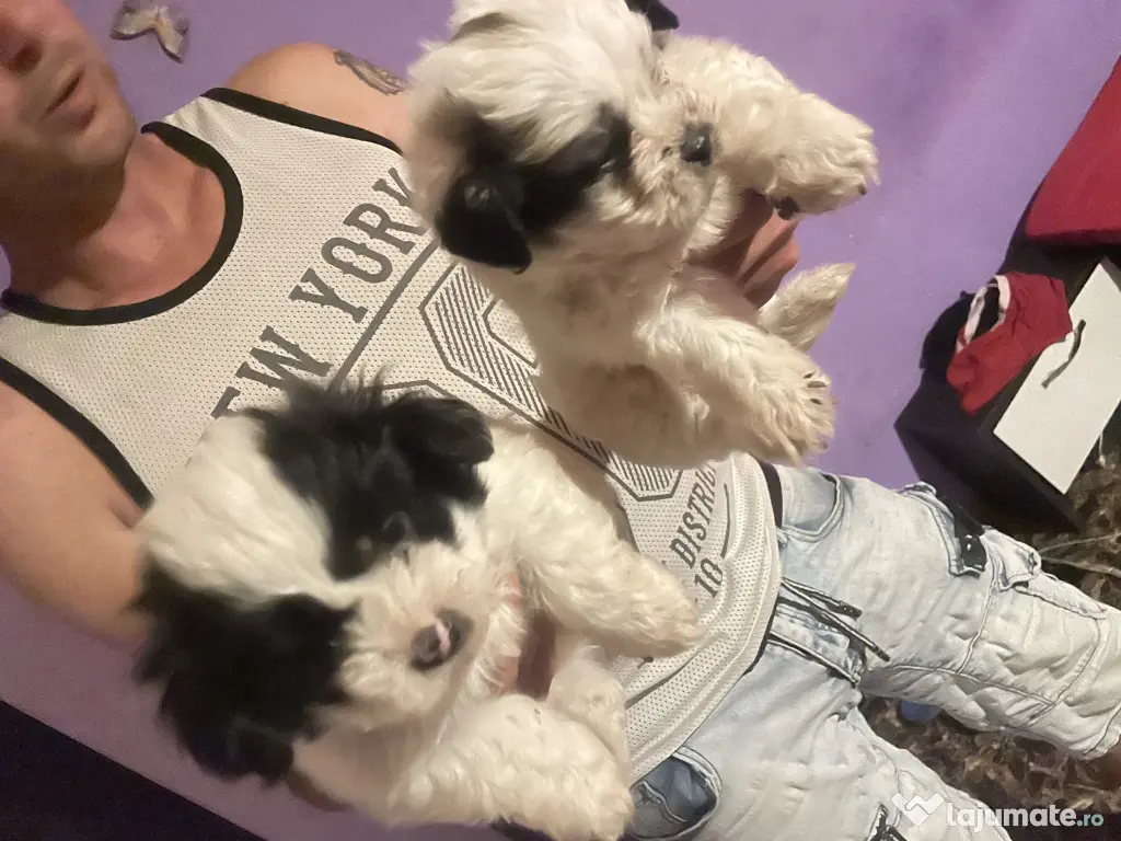 Vând căței bichon