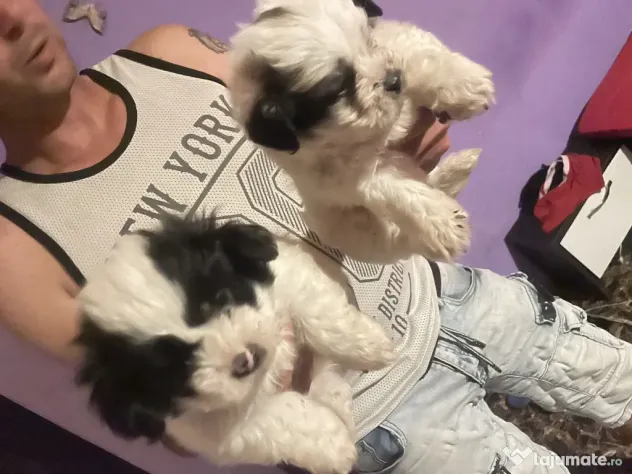Vând căței bichon