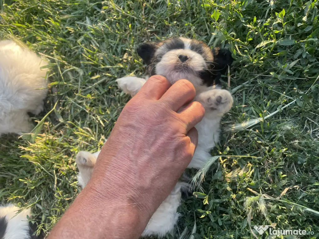 Vând căței bichon