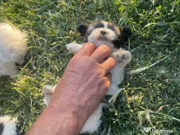 Vând căței bichon
