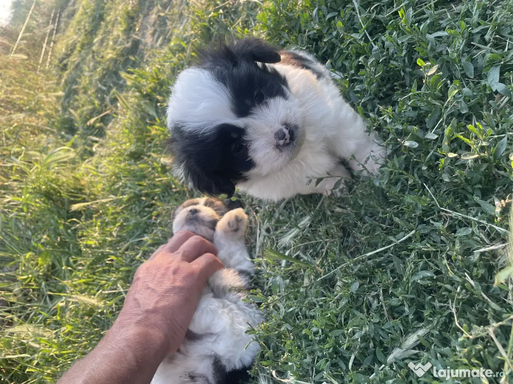Vând căței bichon