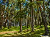Incantator parc privat, 1.500mp: casa pensiune refugiu mon 