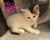 Adoptie pisica pui Cameluna 