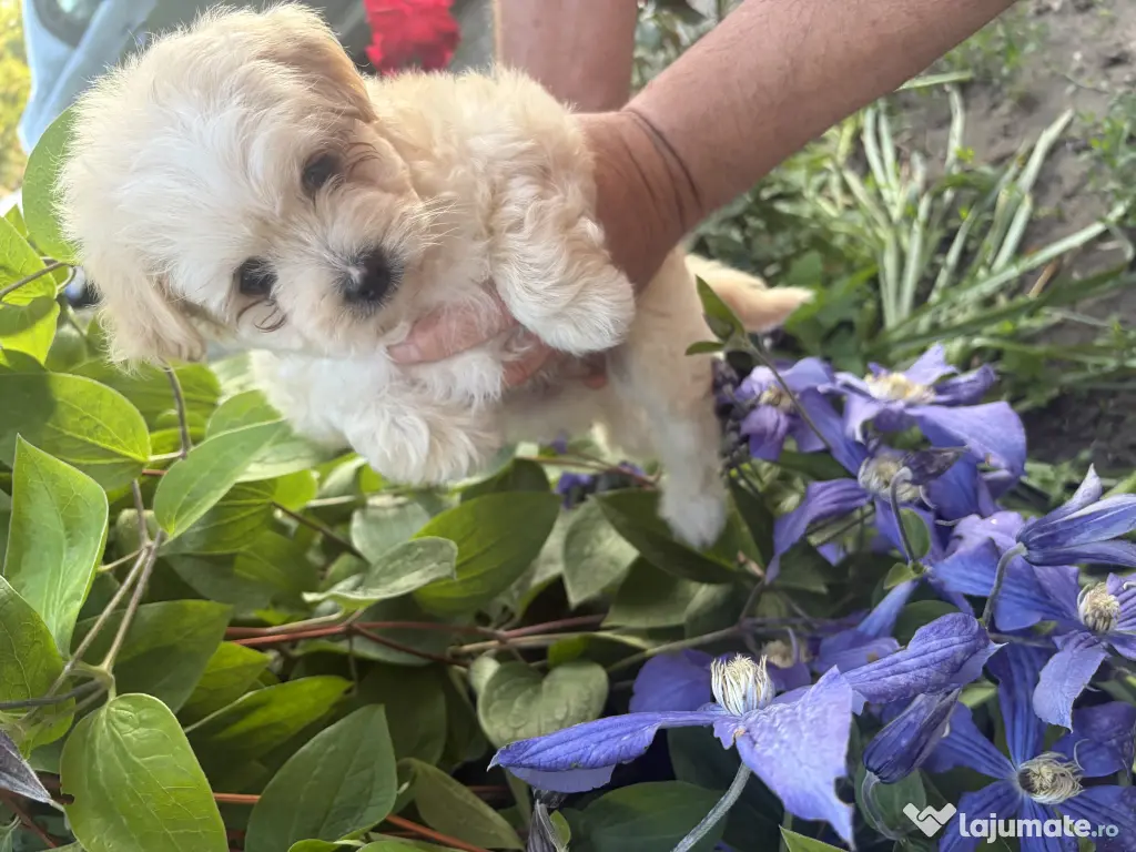 Pui Bichon Maltez