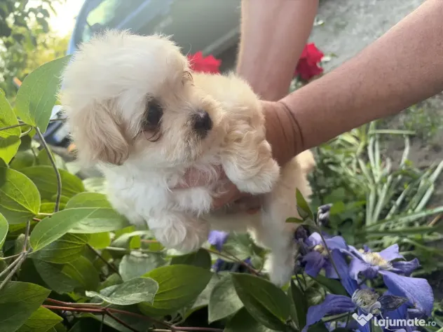 Pui Bichon Maltez