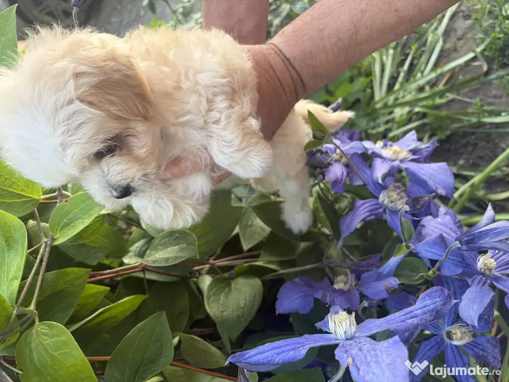 Pui Bichon Maltez