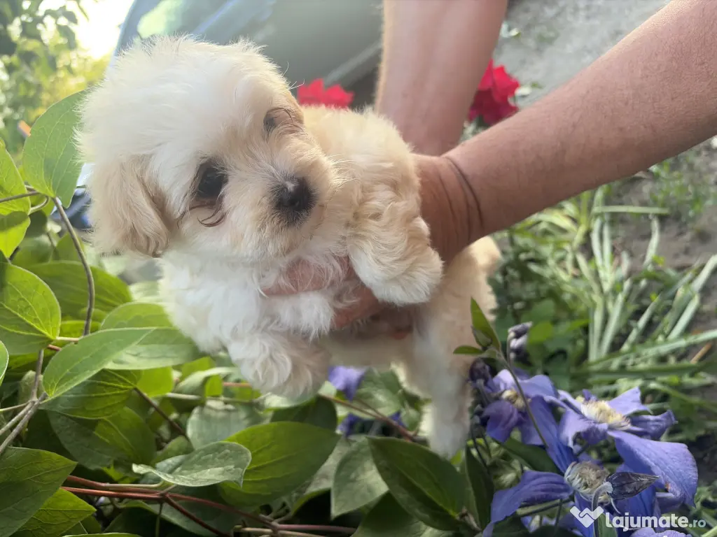 Pui Bichon Maltez