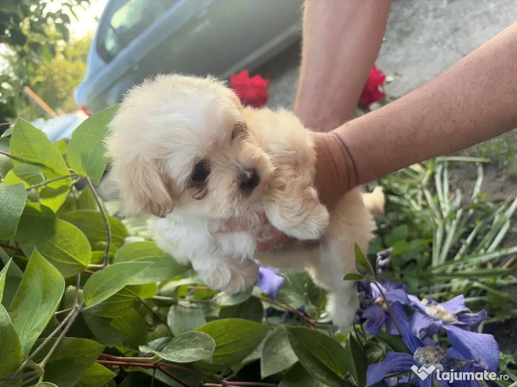 Pui Bichon Maltez