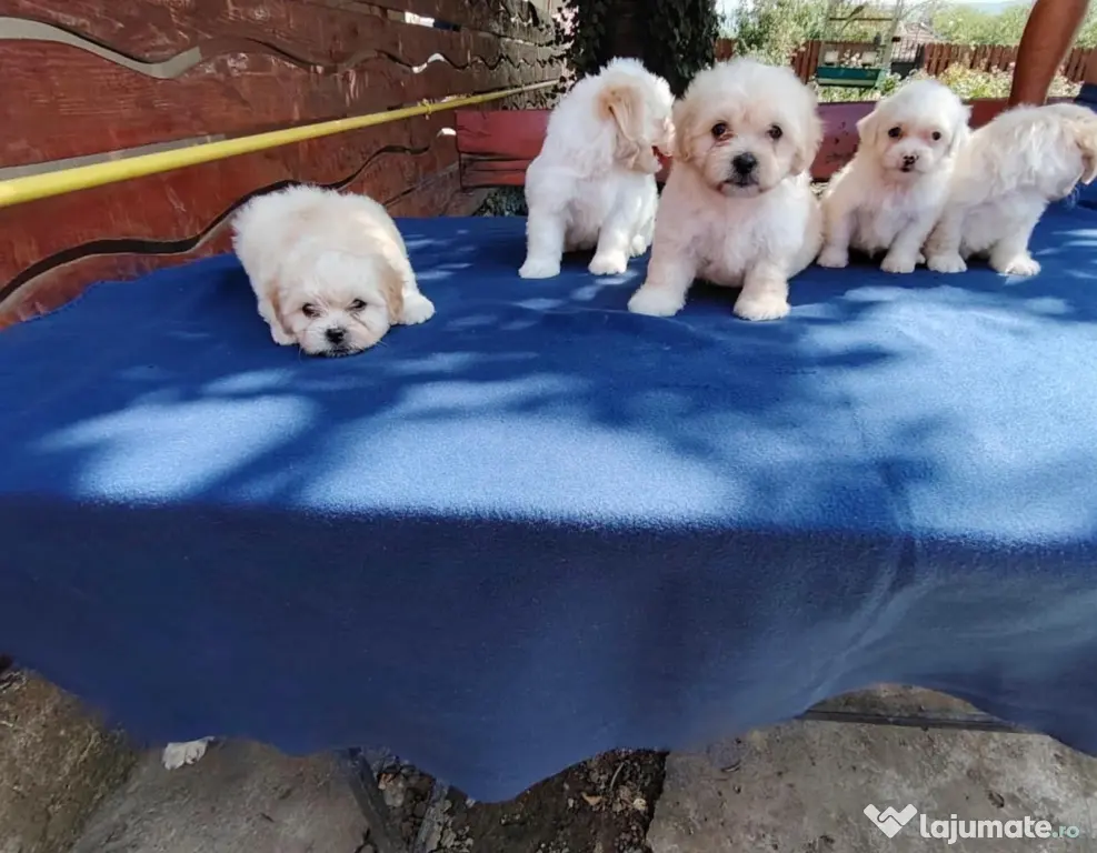 Pui Bichon Maltez