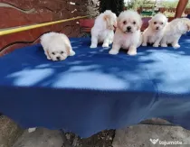 Pui Bichon Maltez