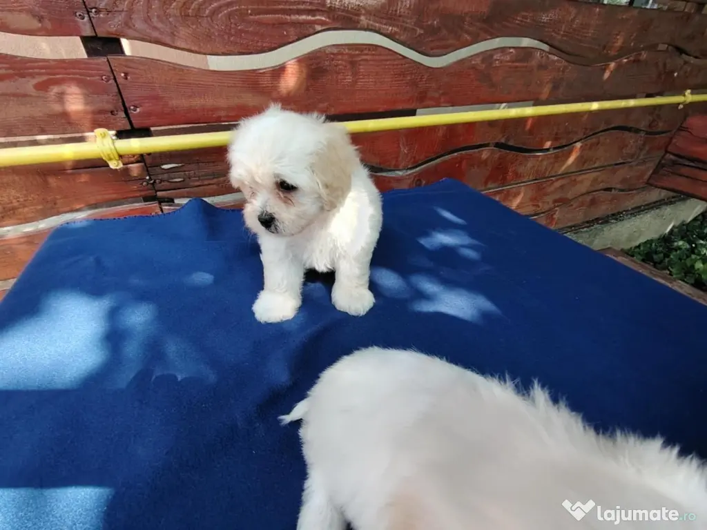 Pui Bichon Maltez