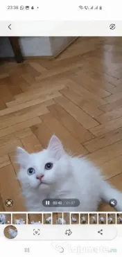 vand motanel persan 2 luni jumate 