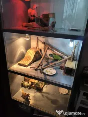 Vand pereche de agame cu barba si o iguana verde