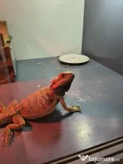 Vand pereche de agame cu barba si o iguana verde