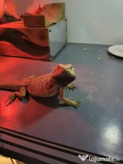 Vand pereche de agame cu barba si o iguana verde