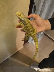 Vand pereche de agame cu barba si o iguana verde