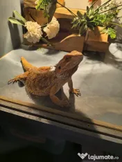 Vand pereche de agame cu barba si o iguana verde
