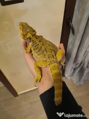 Vand pereche de agame cu barba si o iguana verde