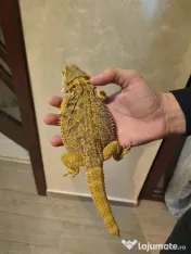 Vand pereche de agame cu barba si o iguana verde