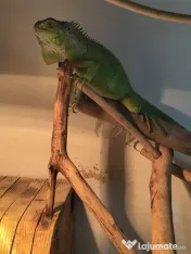 Vand pereche de agame cu barba si o iguana verde