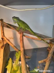 Vand pereche de agame cu barba si o iguana verde