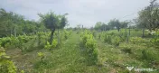 Casă cu teren 3.000 mp de vânzare, str. Adevărului 