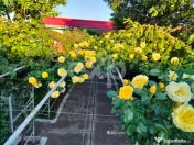 Casă spațioasă cu livadă în Buziaș