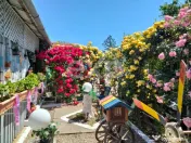 Casă spațioasă cu livadă în Buziaș
