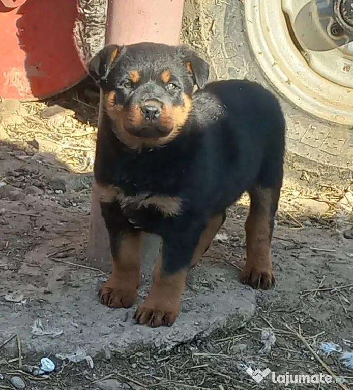 Vând căței Rottweiler