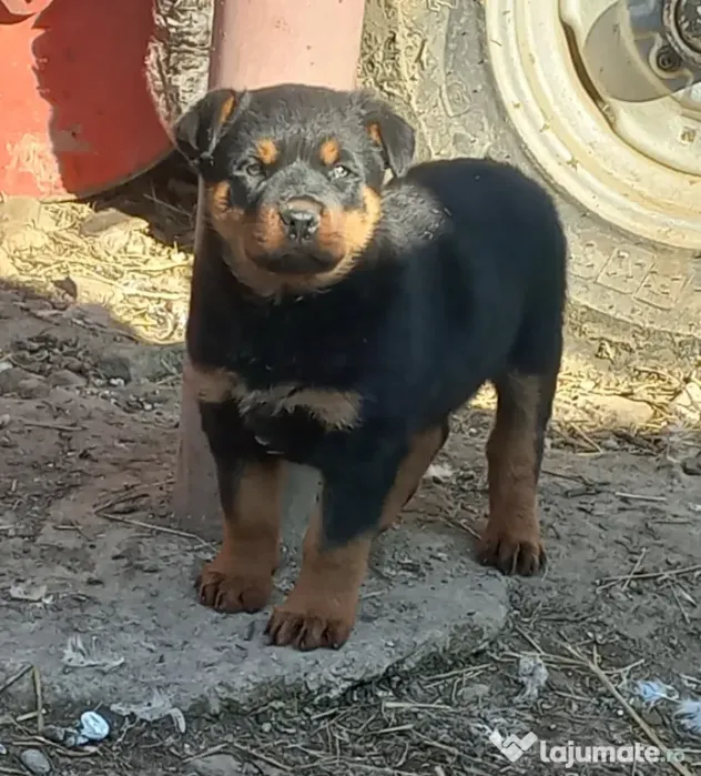 Vând căței Rottweiler