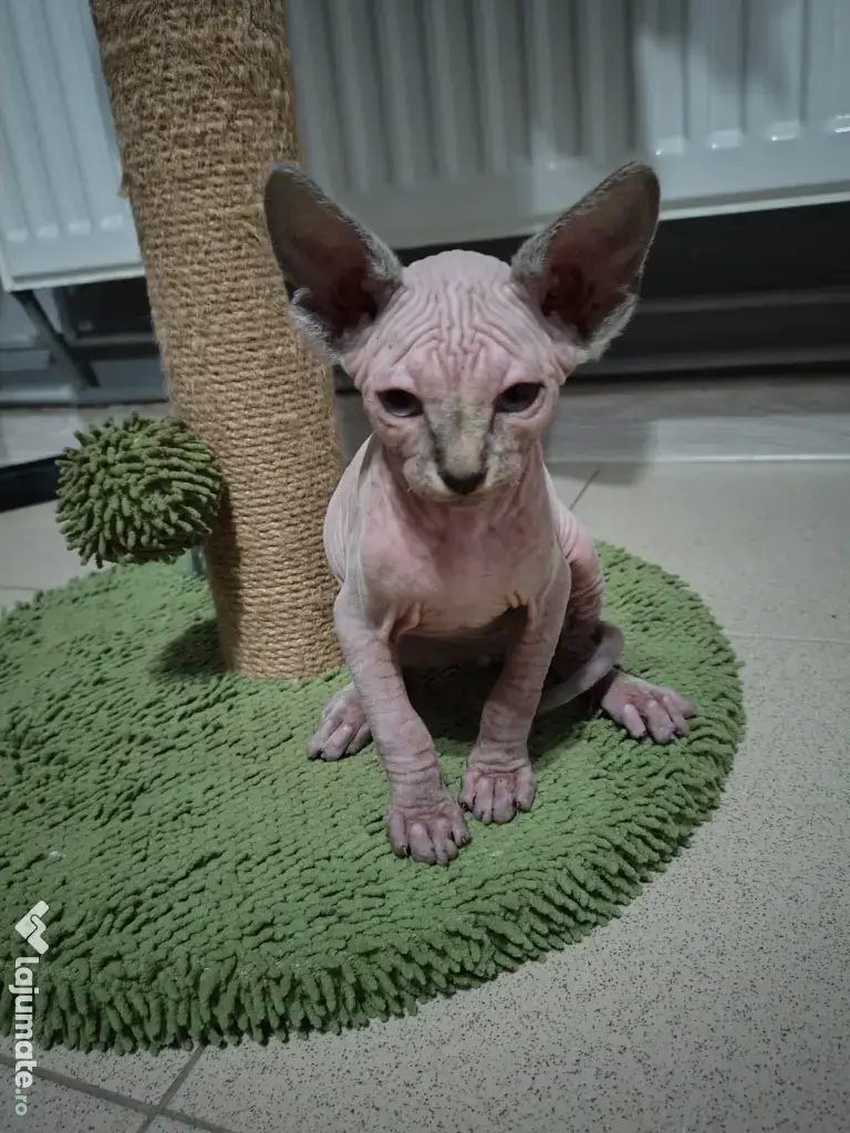 Pisici sfinx Sphinx de vânzare