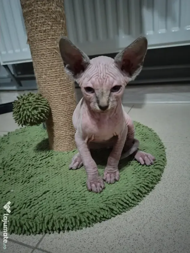 Pisici sfinx Sphinx de vânzare
