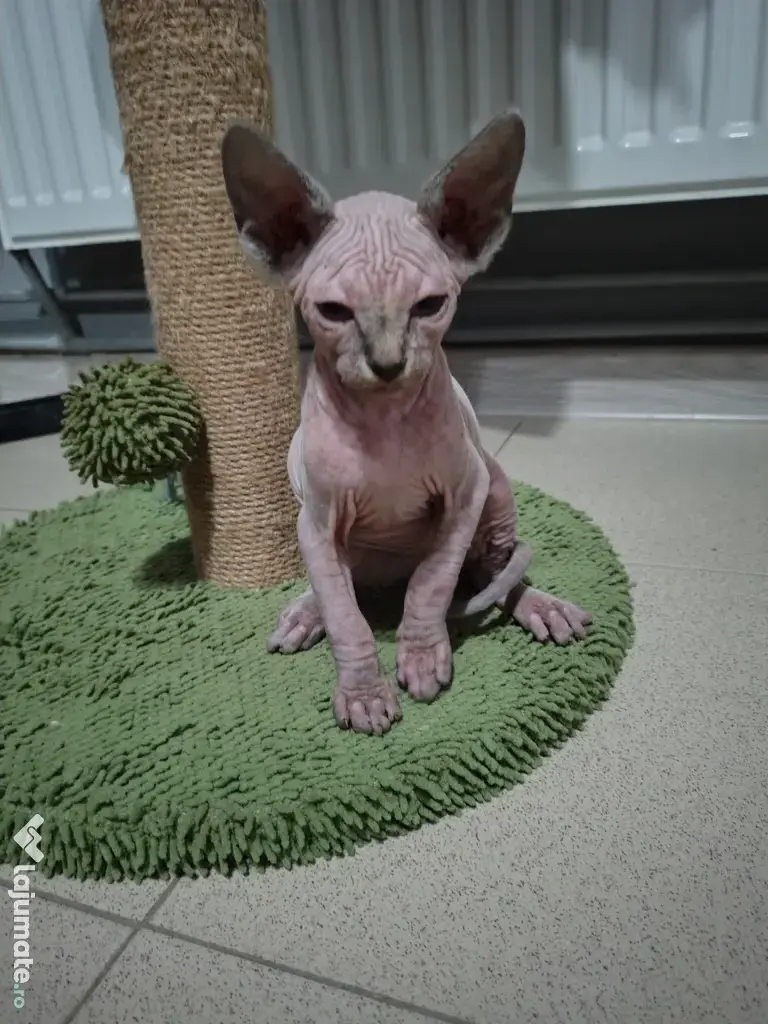 Pisici sfinx Sphinx de vânzare