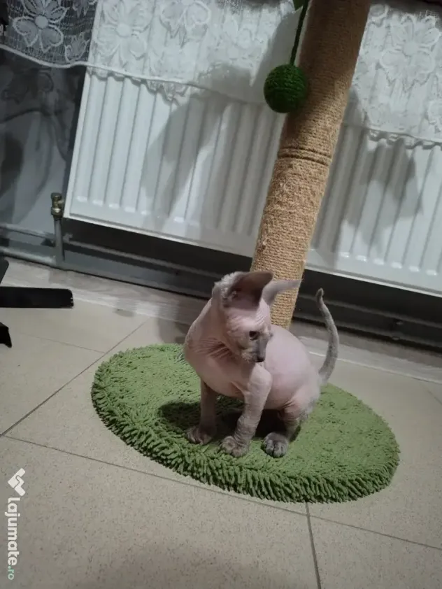 Pisici sfinx Sphinx de vânzare